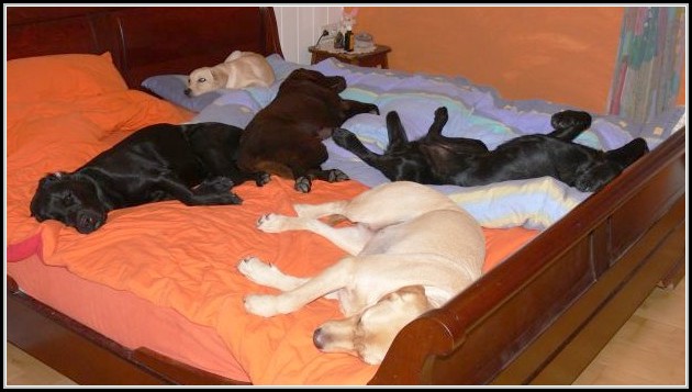 Hunde Im Bett