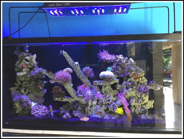 Aquarium Led Beleuchtung Selber Bauen Meerwasser