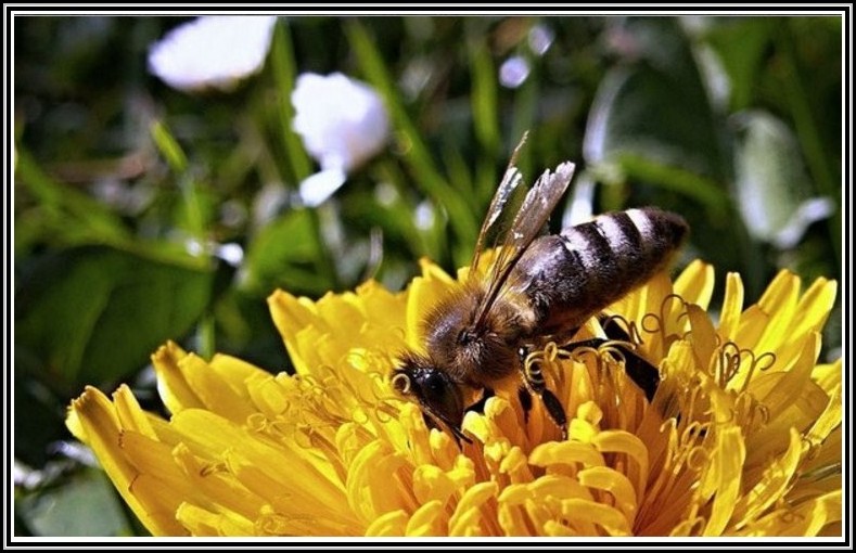 Bienen Im Garten Ansiedeln Download Page – beste Wohnideen Galerie