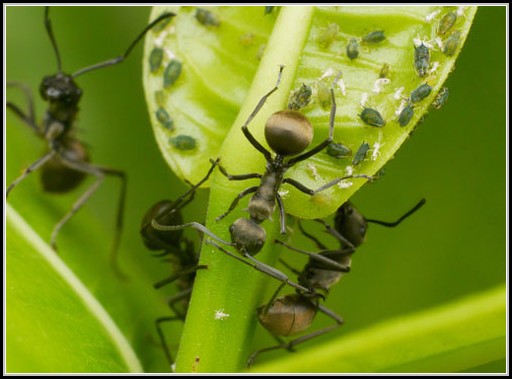 Hausmittel Gegen Ameisen Garten