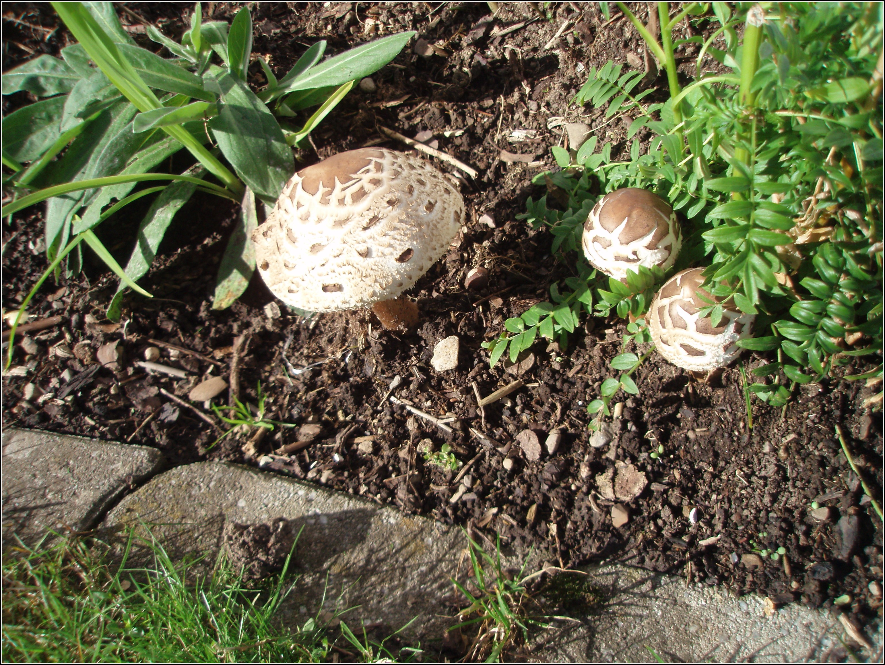 Pilze Im Garten