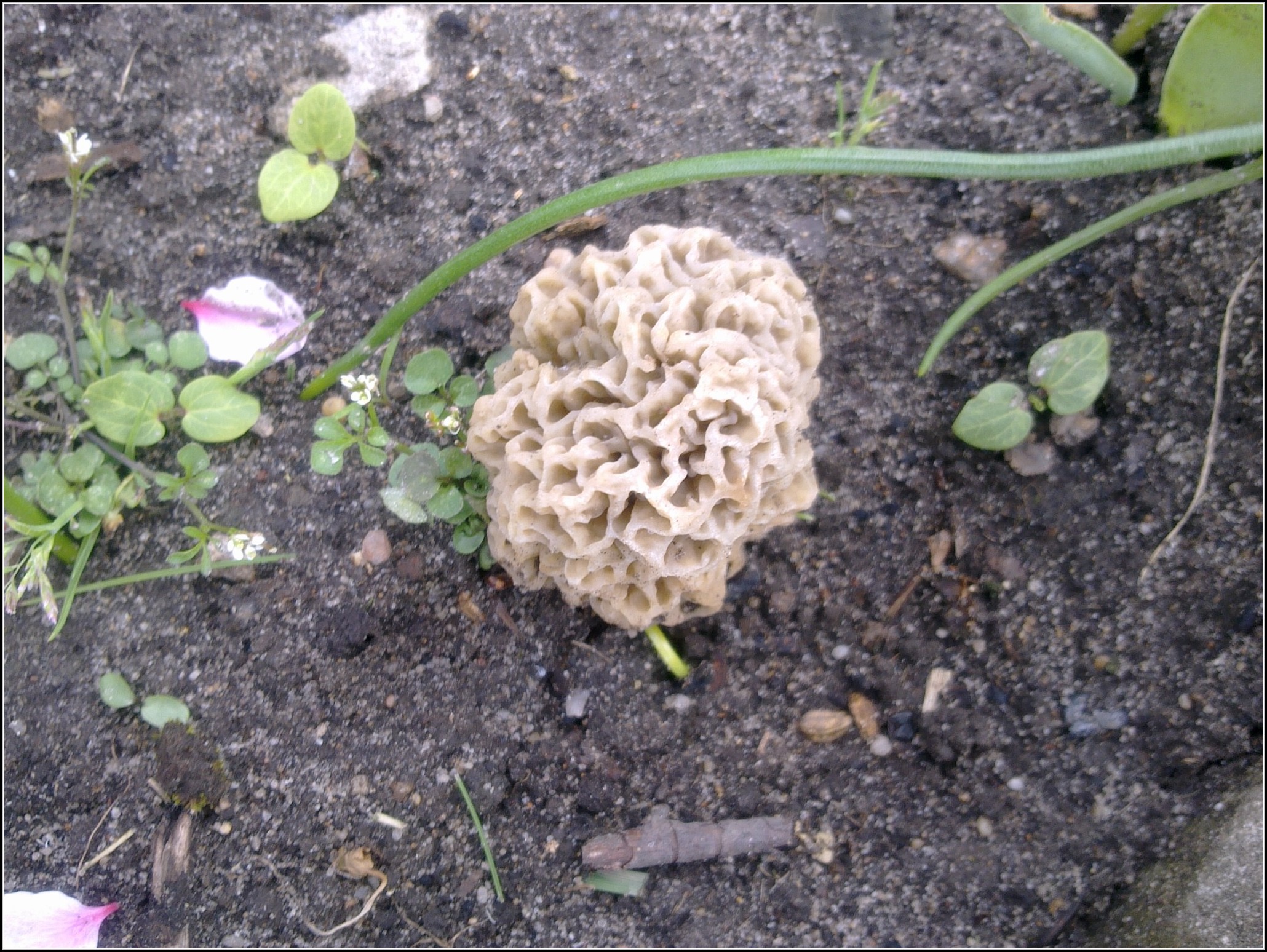 Pilze Im Gartenbeet