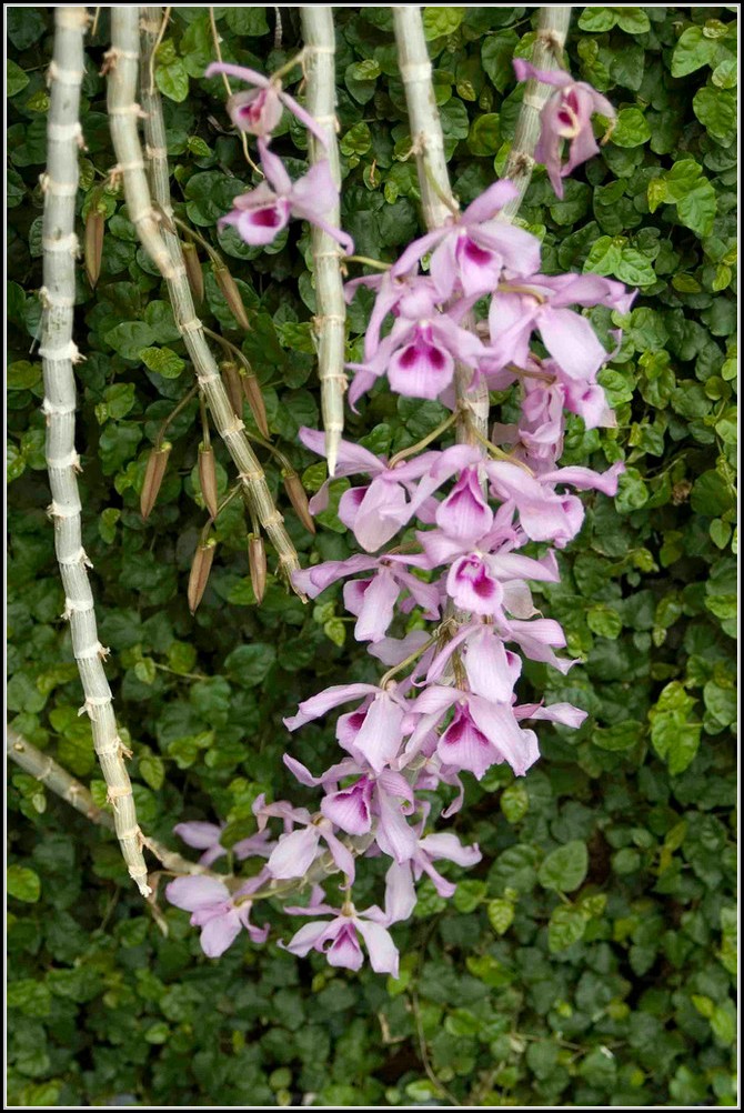 Potsdam Botanischer Garten Orchideen
