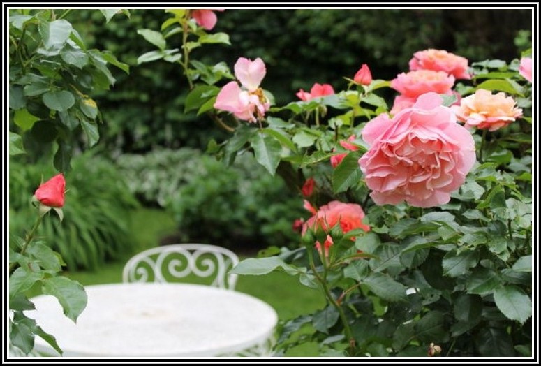 Rosen Im Garten Pflege