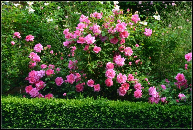 Rosen Im Garten