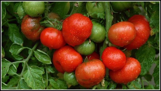 Tomaten Im Garten Pflanzen