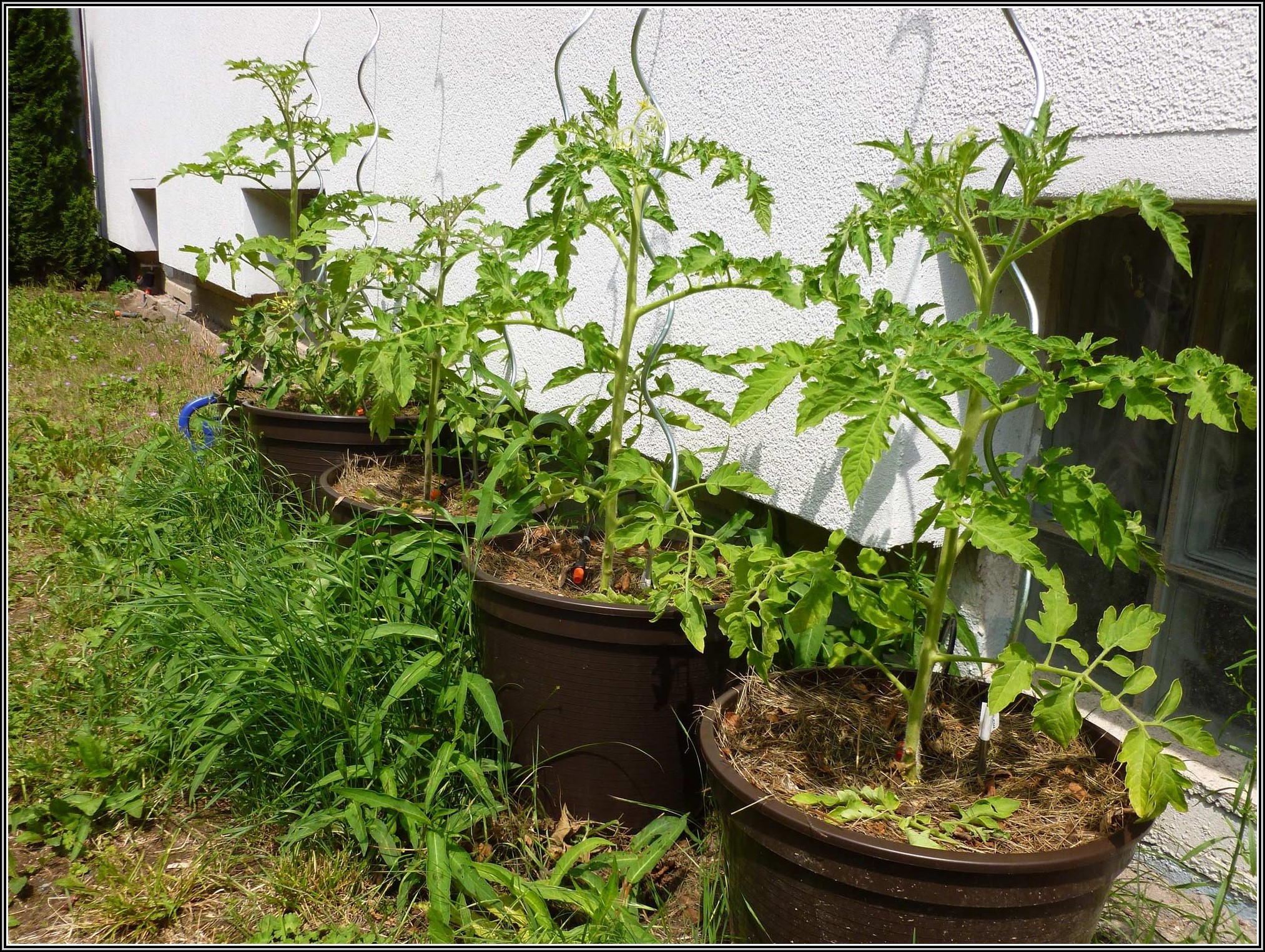 Tomaten Im Garten Tipps