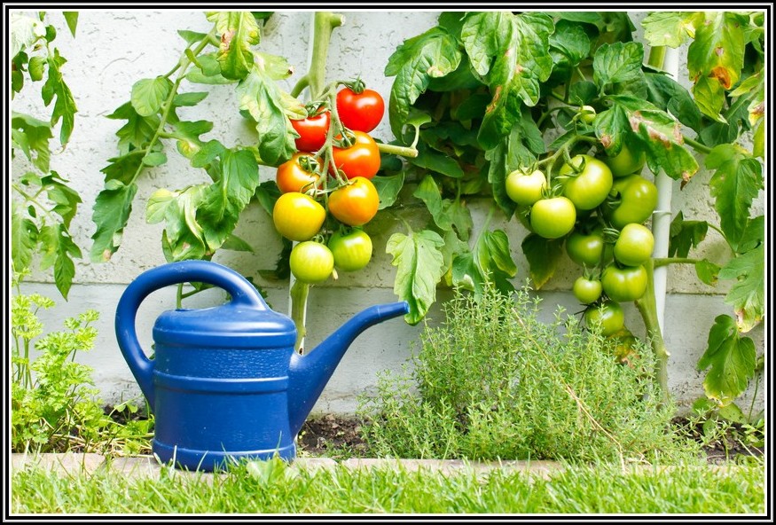 Tomaten Im Garten Werden Nicht Rot