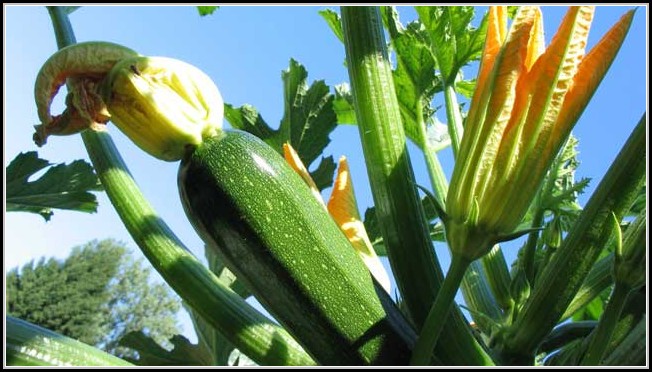 Zucchini Im Garten Pflanzen
