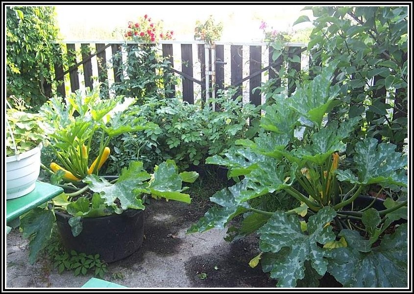 Zucchini Standort Im Garten