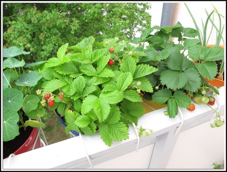 Erdbeeren Auf Dem Balkon Anpflanzen