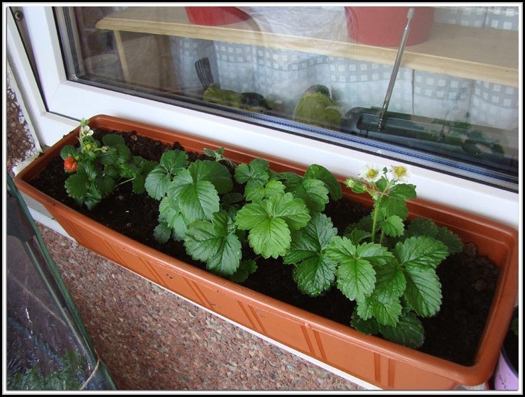 Erdbeeren Auf Dem Balkon Pflege