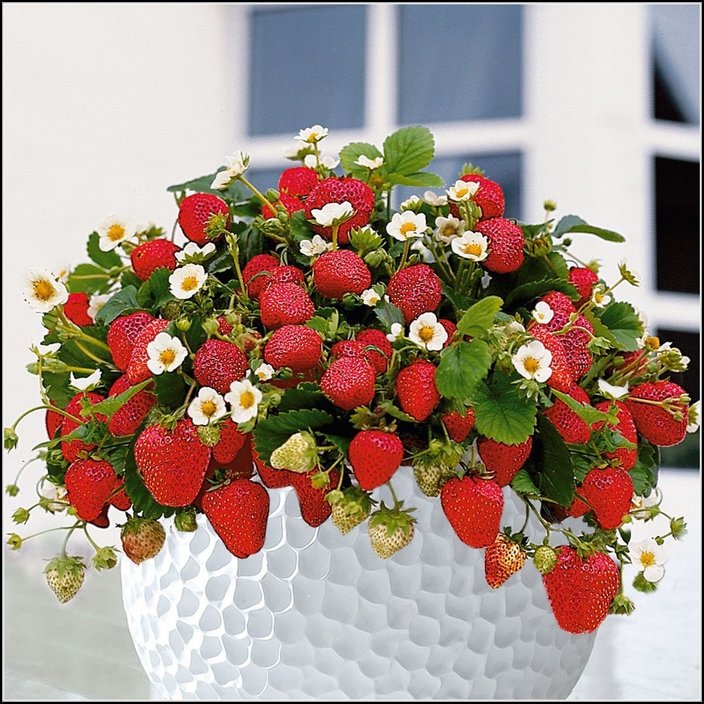 Erdbeeren Pflanzen Balkon Abstand