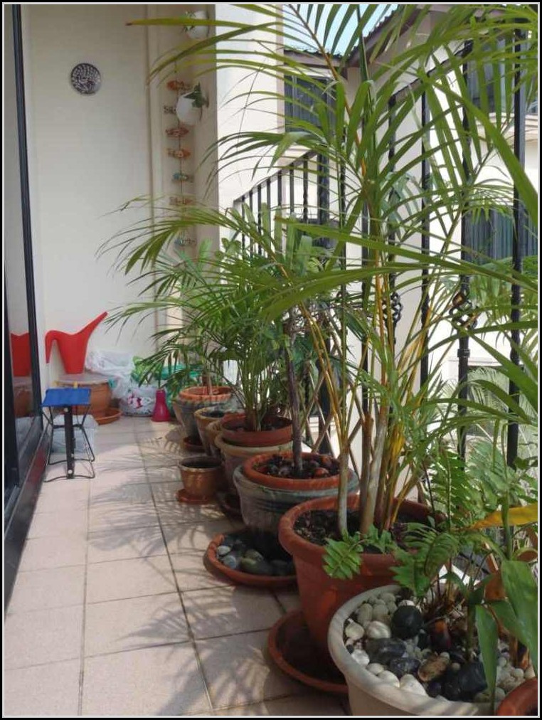 Sichtschutz Aus Pflanzen Balkon