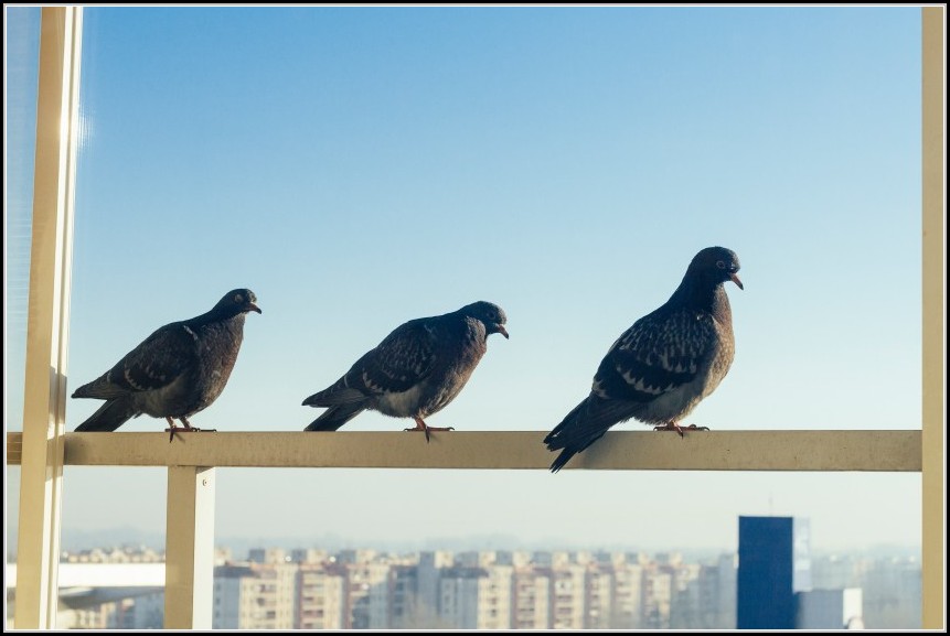 Tauben Auf Balkon Vertreiben