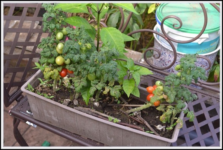 Tomaten Anbauen Auf Balkon