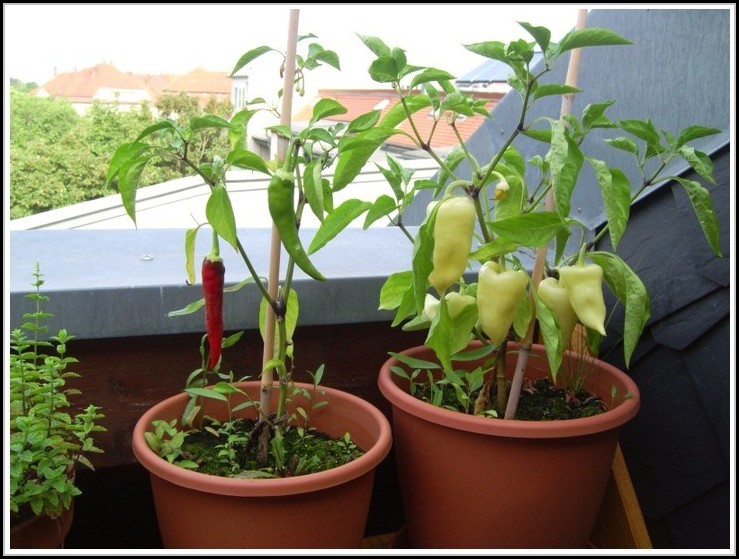 Tomaten Auf Balkon Anbauen