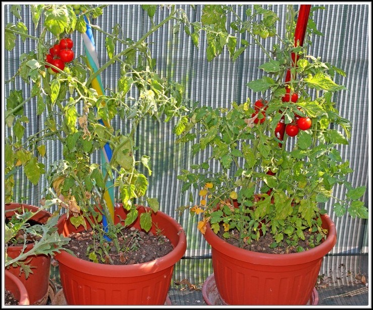 Tomaten Pflanzen Balkon Tipps