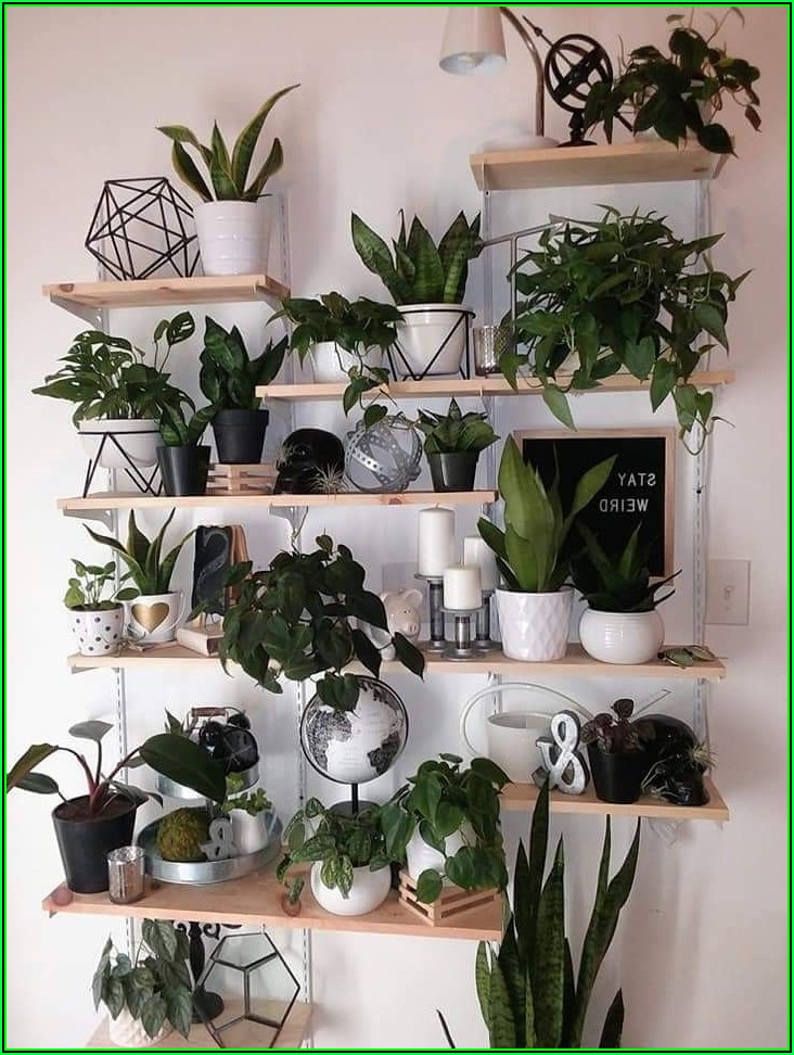 Pflanzen Ideen Wohnzimmer