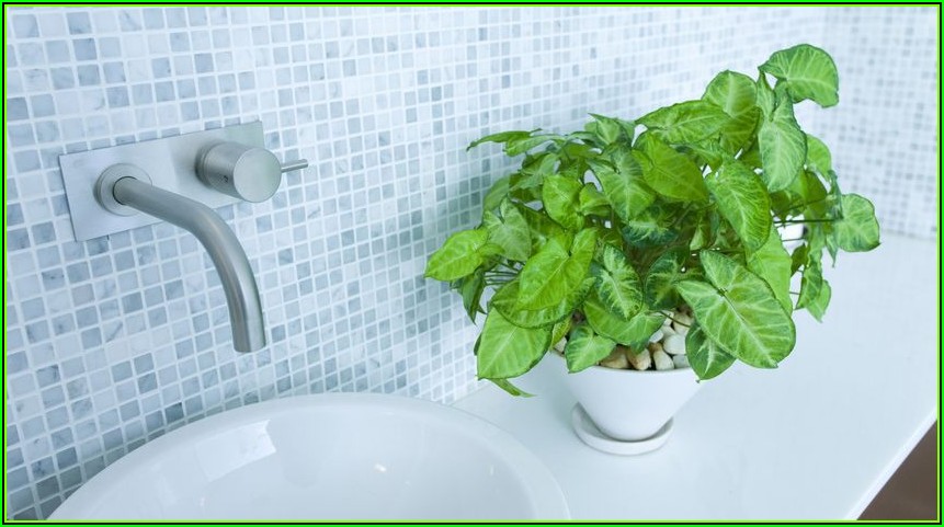 Kleine Pflanze Für Badezimmer