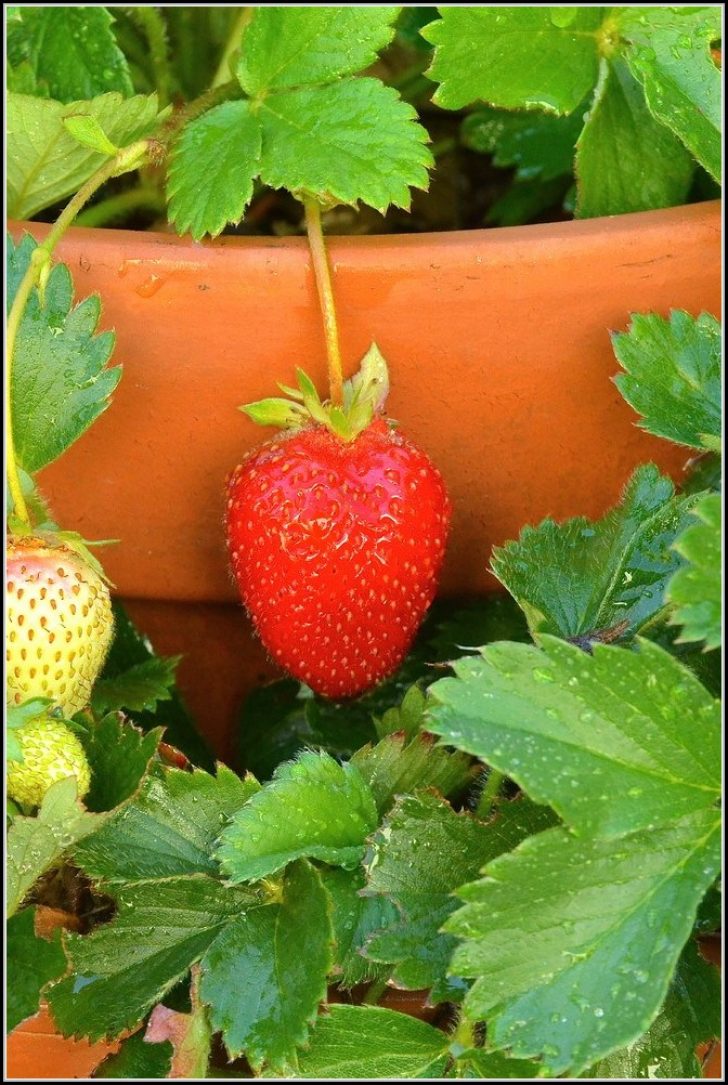 Permalink to Erdbeeren Auf Balkon Berwintern
