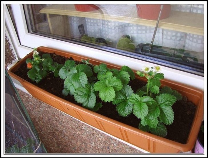 Permalink to Erdbeeren Auf Balkon Pflanzen