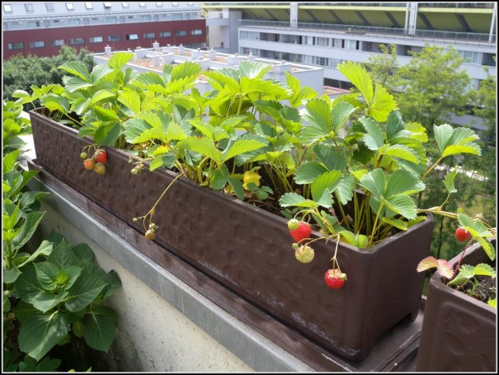 Permalink to Erdbeeren Auf Dem Balkon Pflanzen