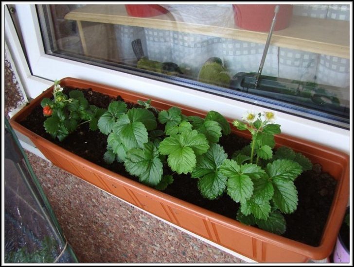 Permalink to Erdbeeren Auf Dem Balkon Pflege