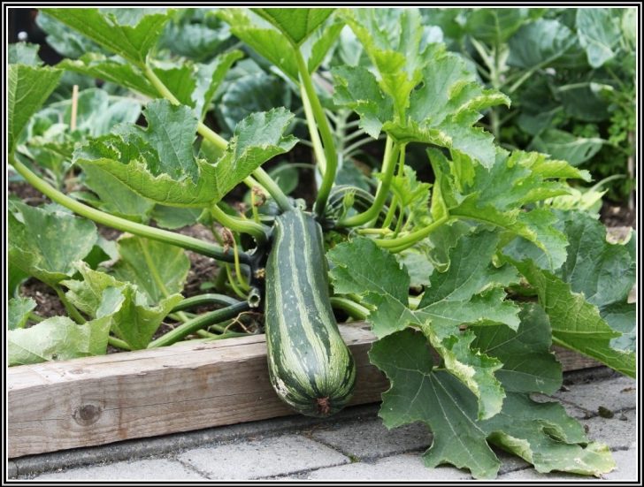 Permalink to Zucchini Im Garten Anbauen